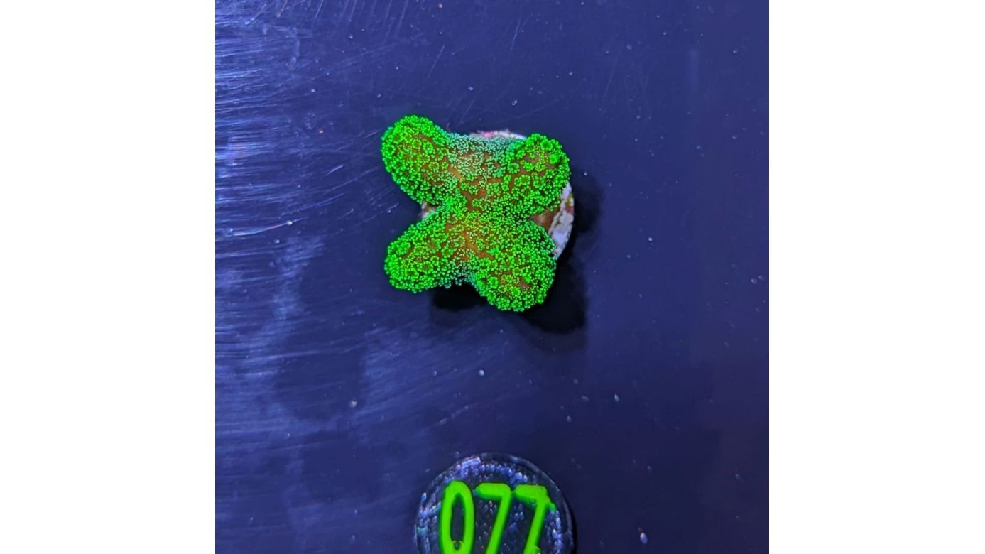 Stylophora pistillata - Fingerkoralle neongrün Deutsche Nachzucht 0077