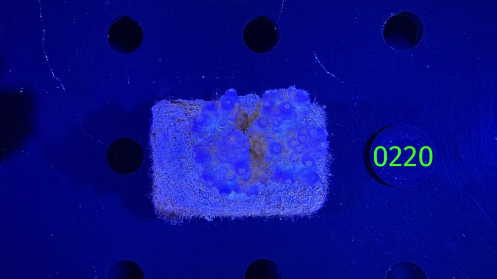 Acropora sp. WYSIWYG 0220