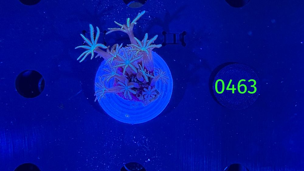 Tubipora musica  - Orgelkoralle DNZ 0463