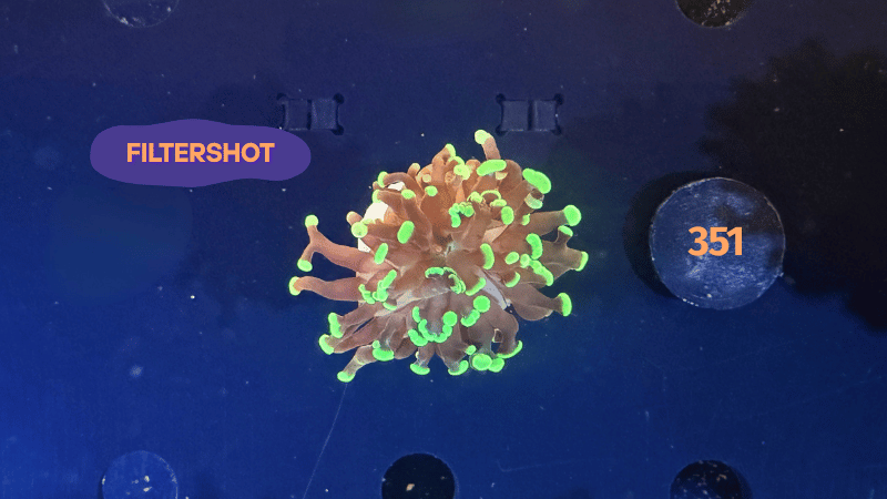 Euphyllia paraancora 1 Kopf "grün" PlanktonPlus Nachzucht 0351