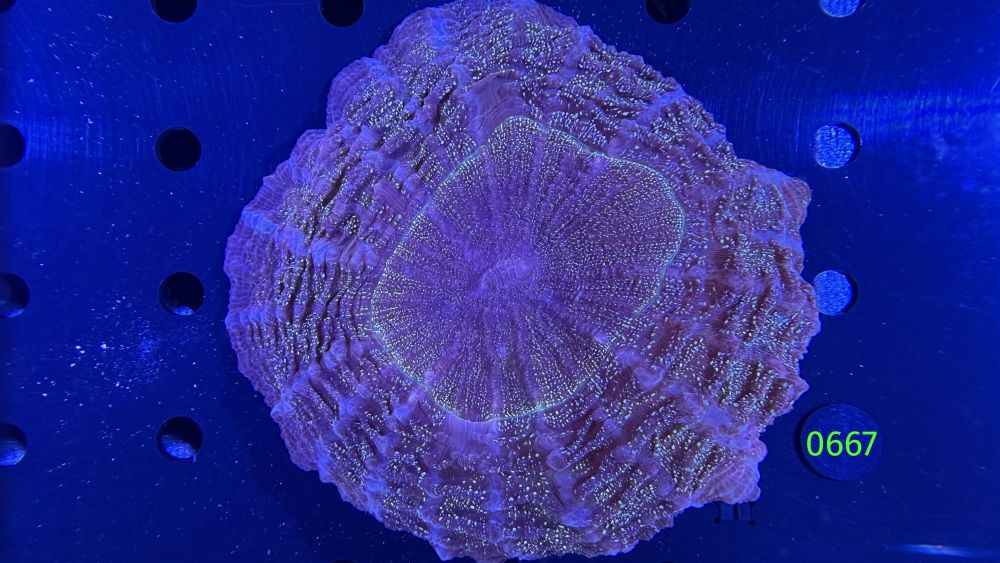 Acanthopyhllia deshayesiana WYSIWYG 0667