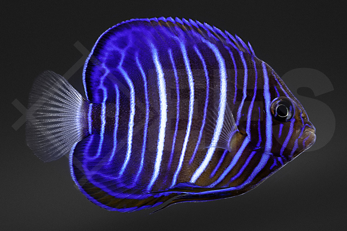 Pomacanthus annularis - Ringkaiserfisch