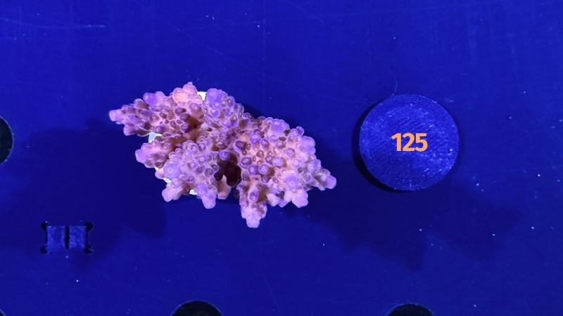 Acropora sp. WYSIWYG 0125