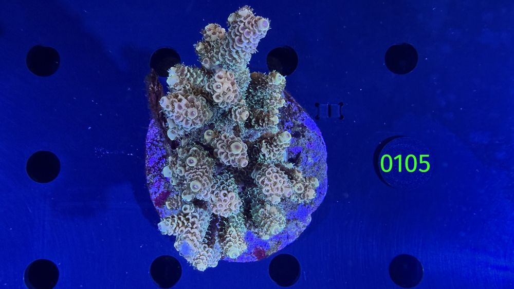 Acropora sp. WYSIWYG 0105