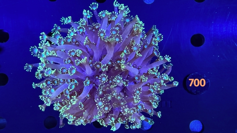 Alveopora sp. WYSIWYG 0700