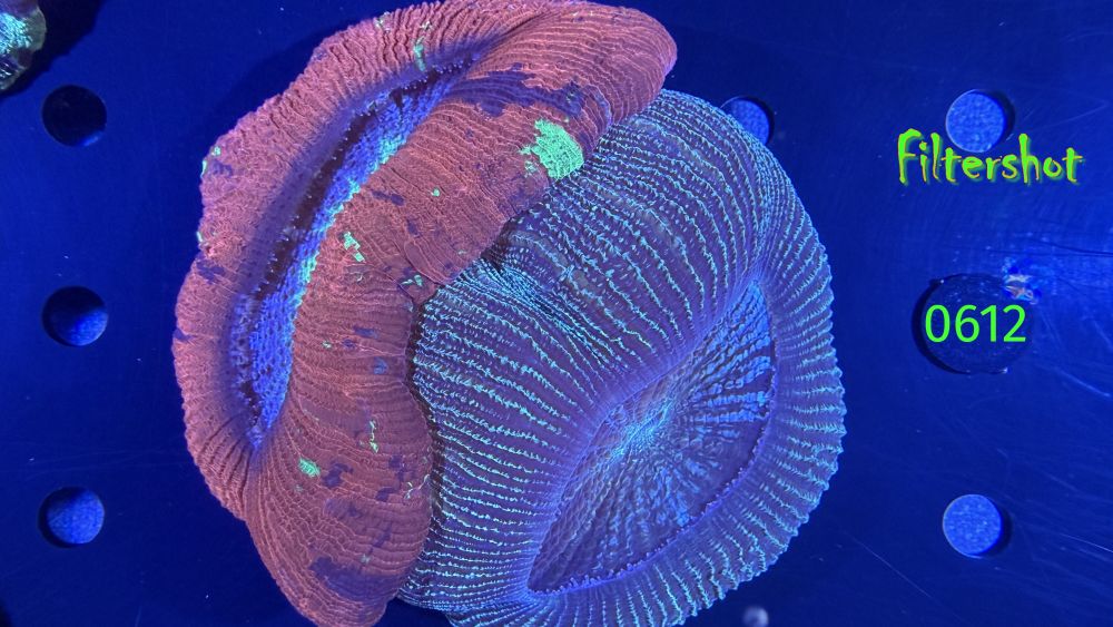 Trachyphyllia geoffroyi WYSIWYG 0612