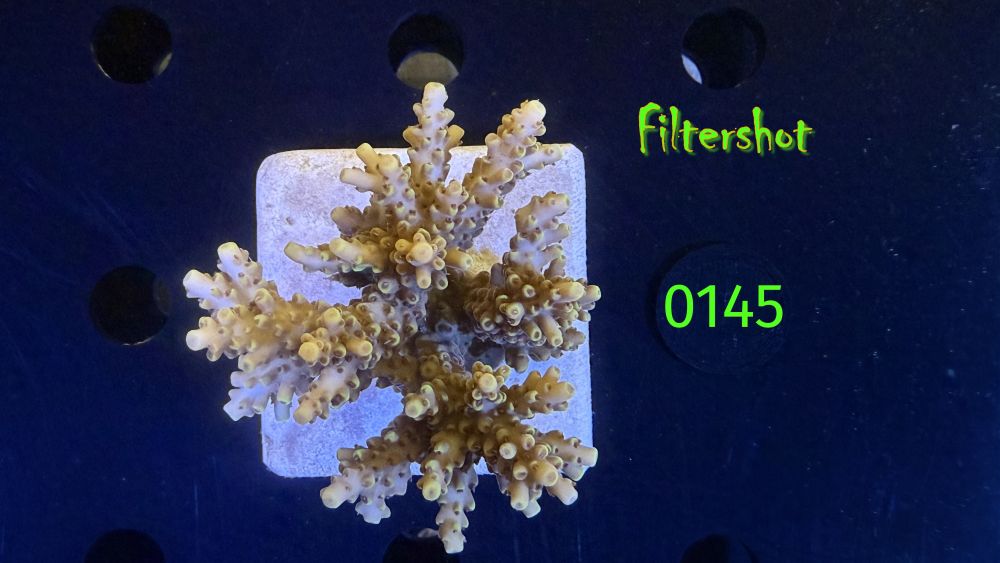 Acropora sp. WYSIWYG 0145