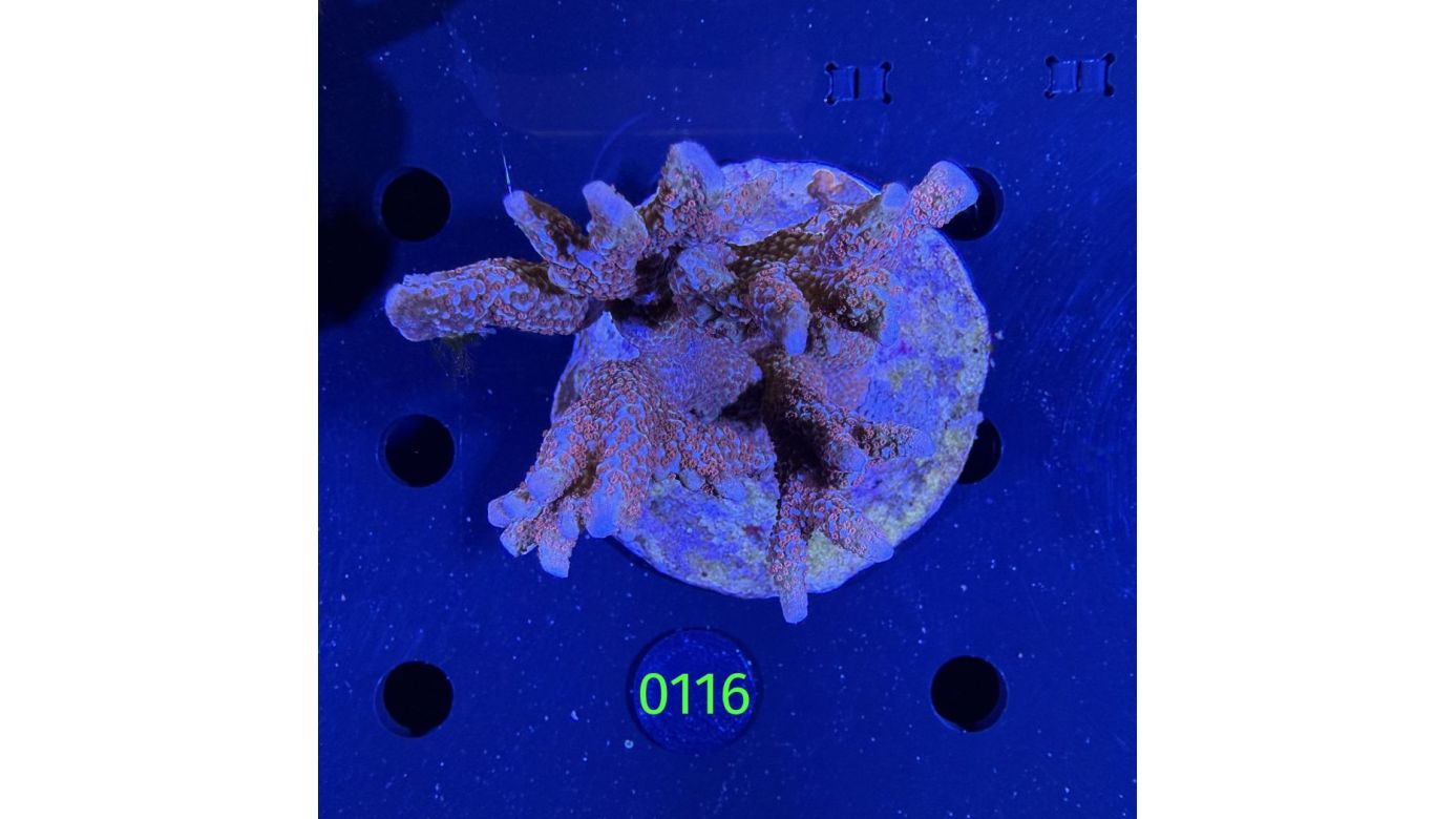 Montipora sp. WYSIWYG 0116