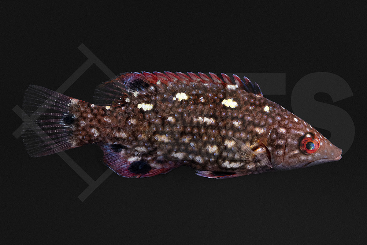 Bodianus diana - Diana-Lippfisch