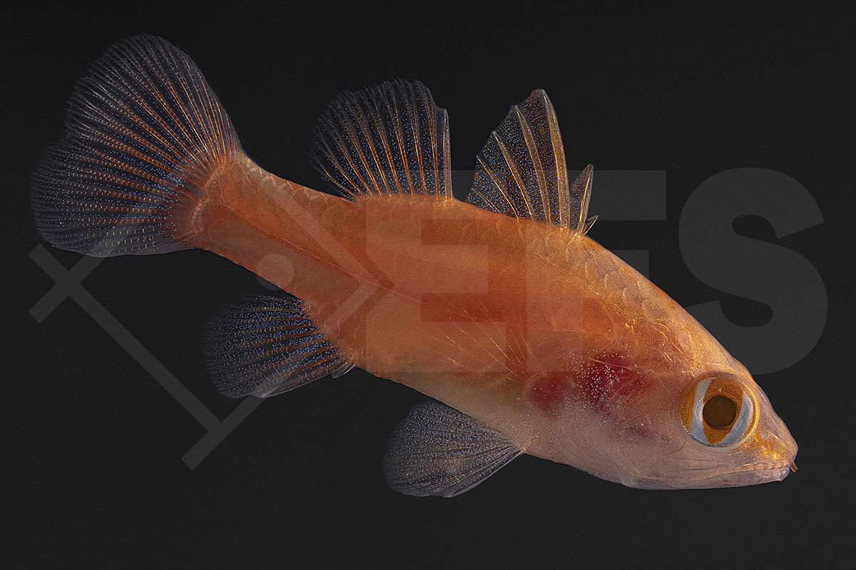 Fowleria flammea - Flammen-Kardinalbarsch