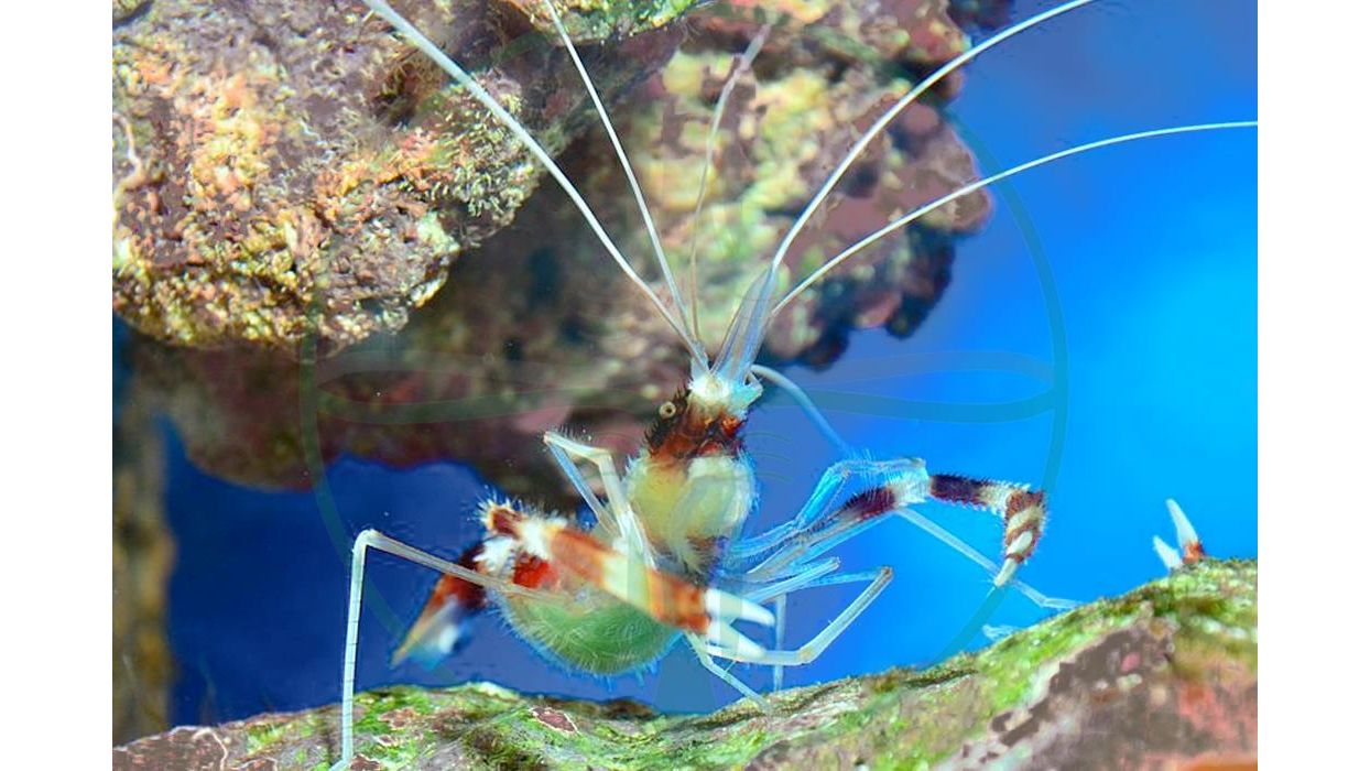 Stenopus hispidus - Gebänderte Scherengarnele