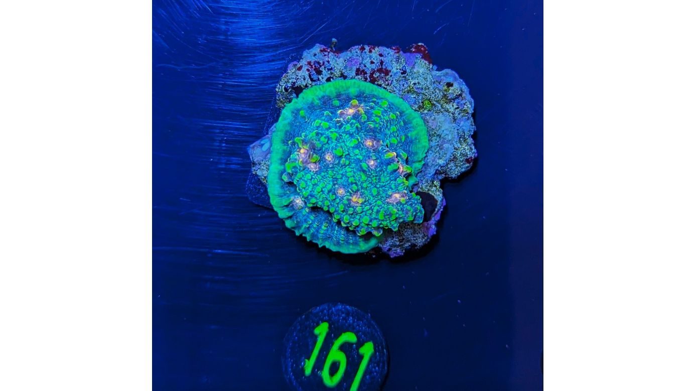 Echinophyllia sp. - Kelchkoralle Area 51 Deutsche Nachzucht 0161