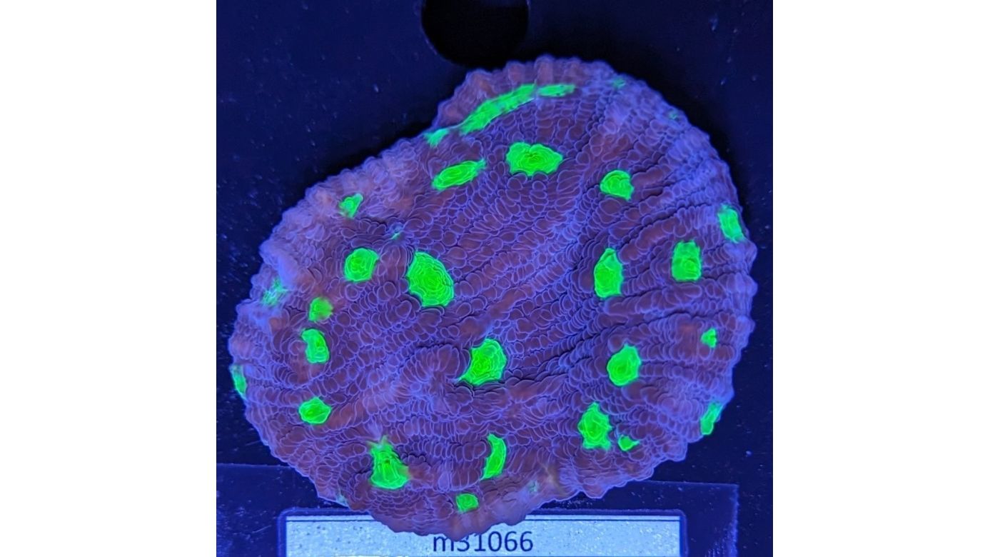 Echinophyllia sp. - Kelchkoralle Purpur/Grünauge Deutsche Nachzucht 0046