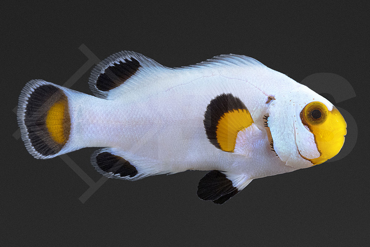 Amphiprion ocellaris - Falscher Clownfisch "Wyoming White" NZ
