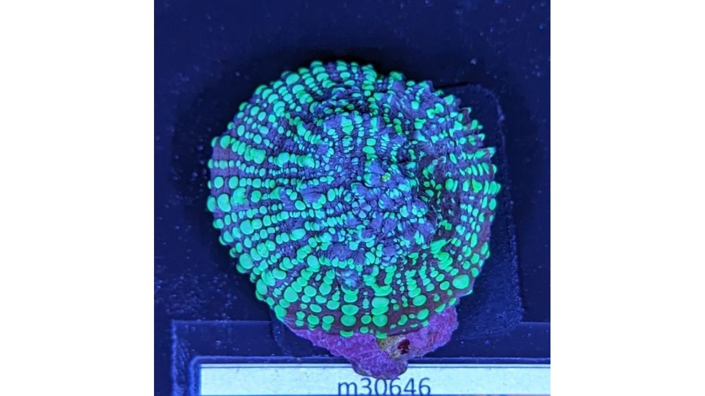 Echinophyllia sp. - Kelchkoralle Acid Rain Deutsche Nachzucht 0044