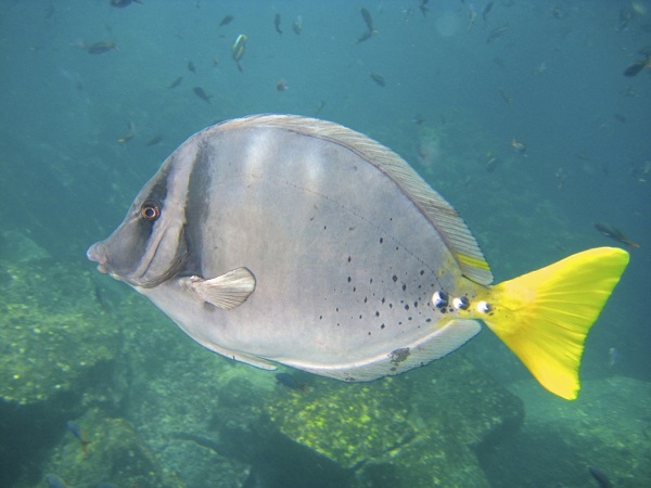 Prionurus laticlavius - Galapagos-Doktor