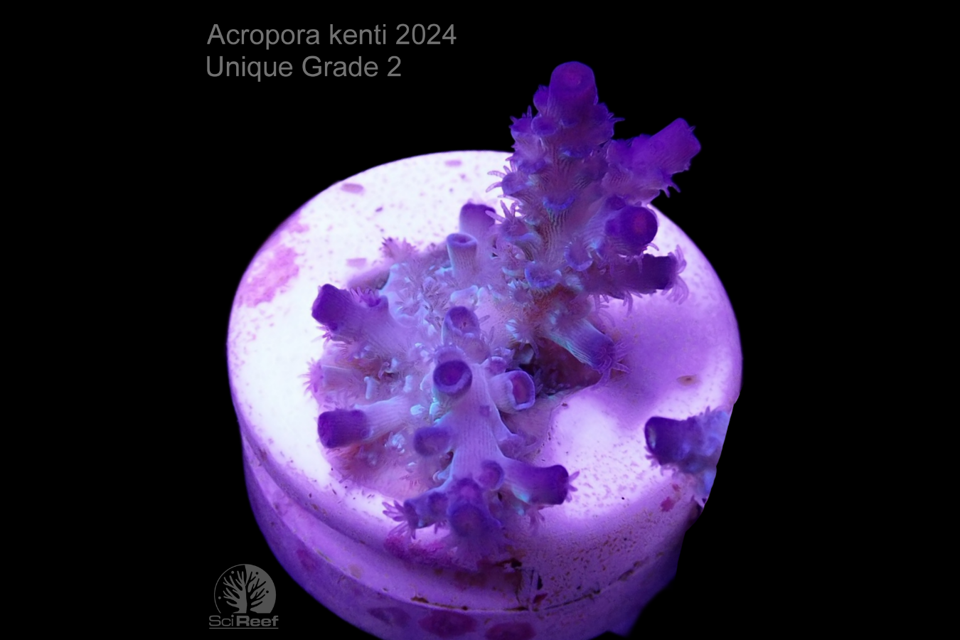 SciReef Acropora kenti Unique Grade 3 0300