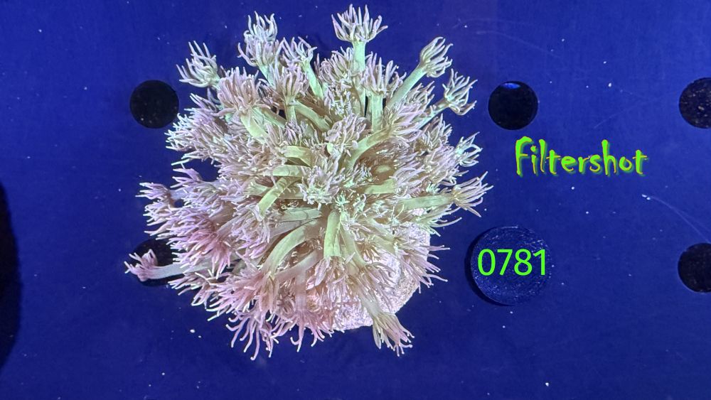 Goniopora sp. WYSIWYG 0781