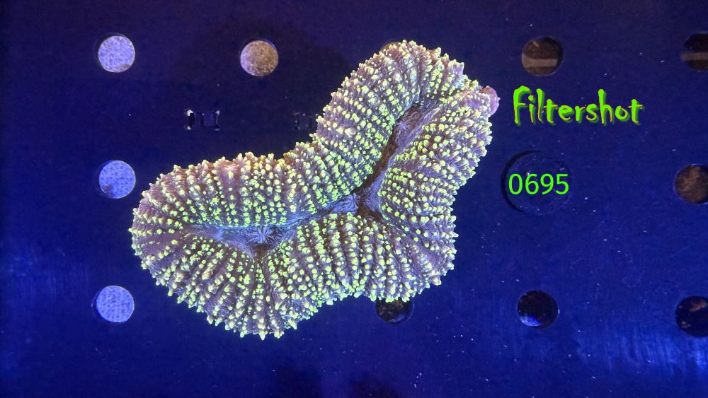 Lobophyllia sp. WYSIWYG 0695