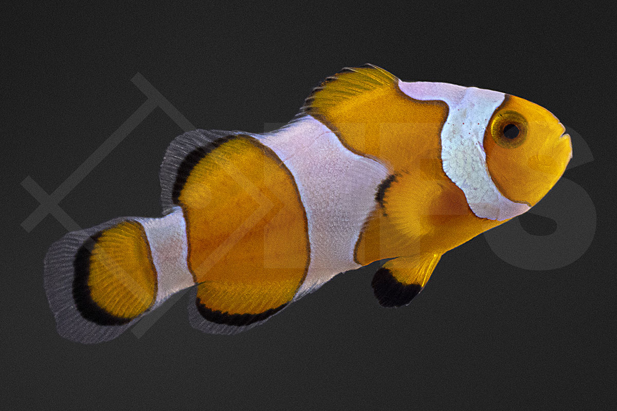 Amphiprion ocellaris - Falscher Clownfisch "Gladiator" NZ