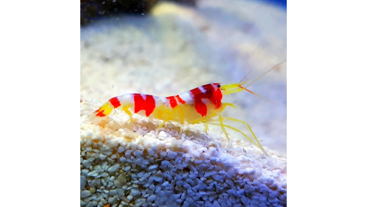 Alpheus randalli - Randalls Knallkrebs