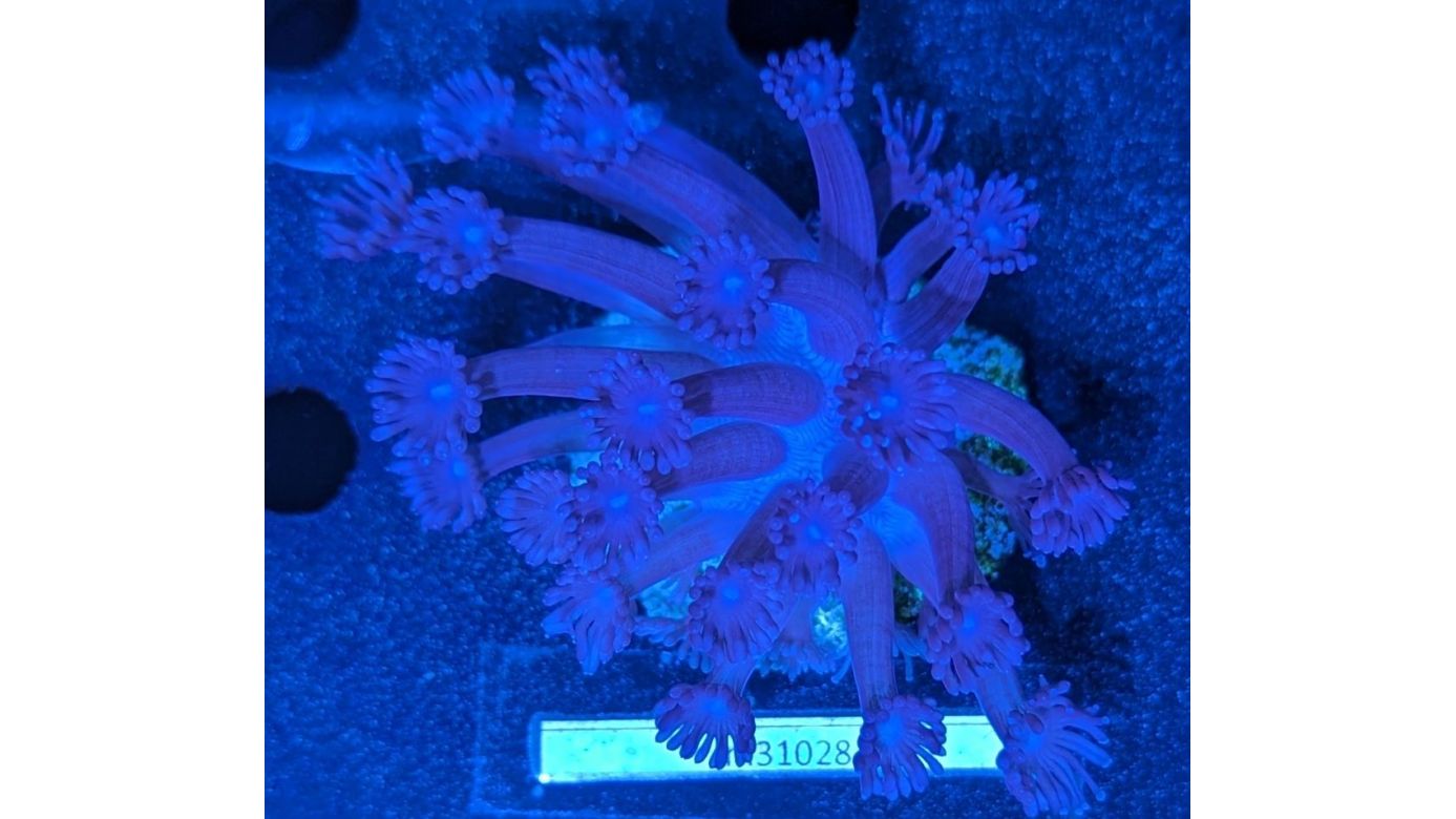 Goniopora sp. - Margeritenkoralle Hellrot Deutsche Nachzucht 0009