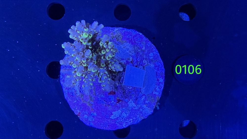 Acropora sp. WYSIWYG 0106