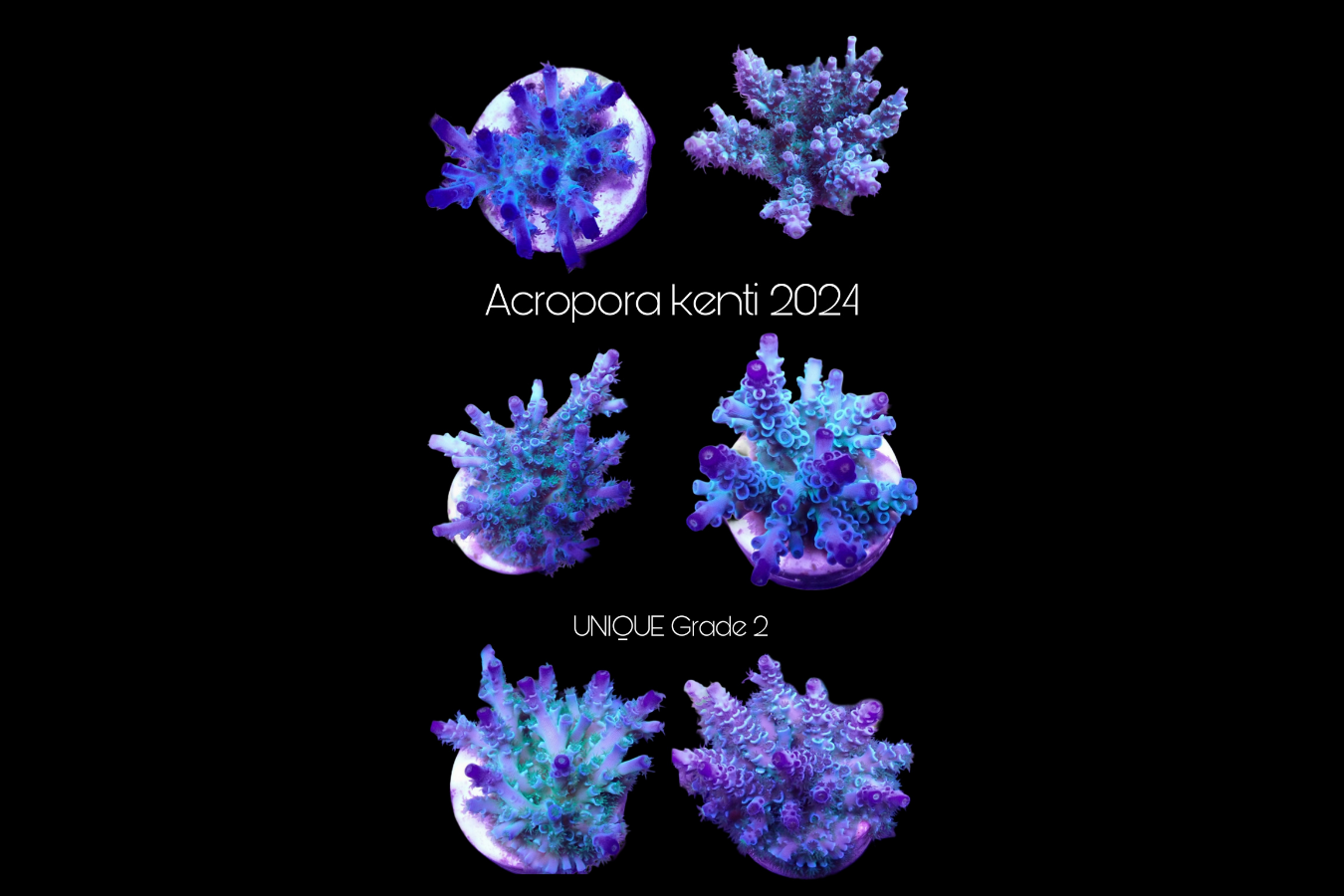 SciReef Acropora kenti Unique Grade 3 0300