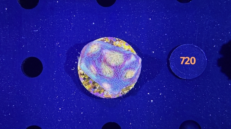Mycedium robokaki WYSIWYG 0720