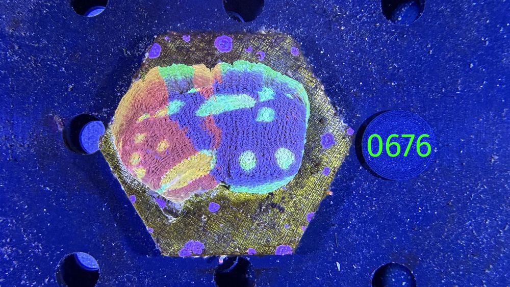 Echinophyllia/Chalice 'Flaming Bugatti' WYSIWYG 0676