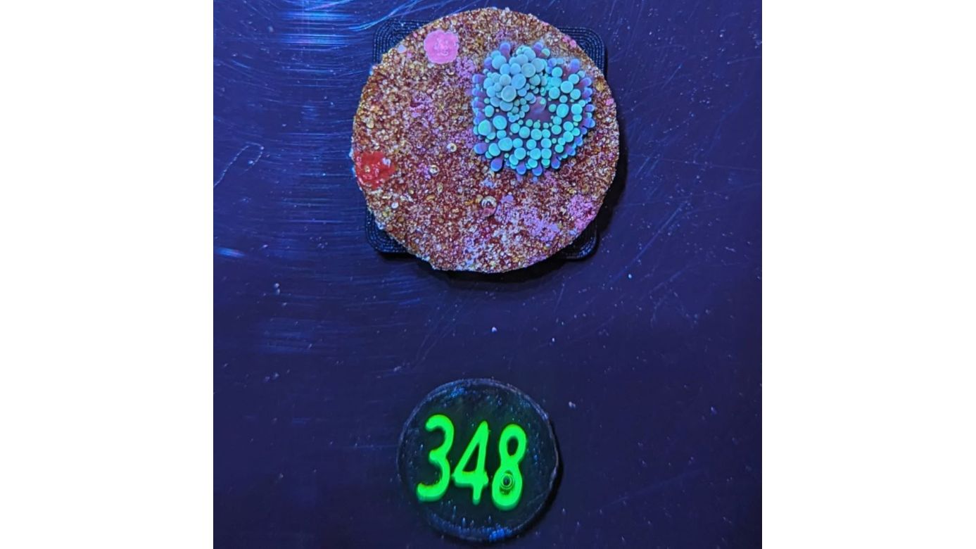 Ricordea Florida - Scheibenanemone blau PlanktonPlus Nachzucht 0348