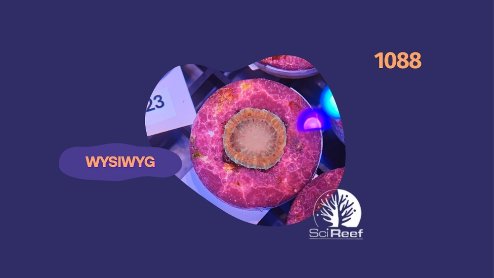 SciReef Trachyphyllia geoffroyi Grade 2 1088