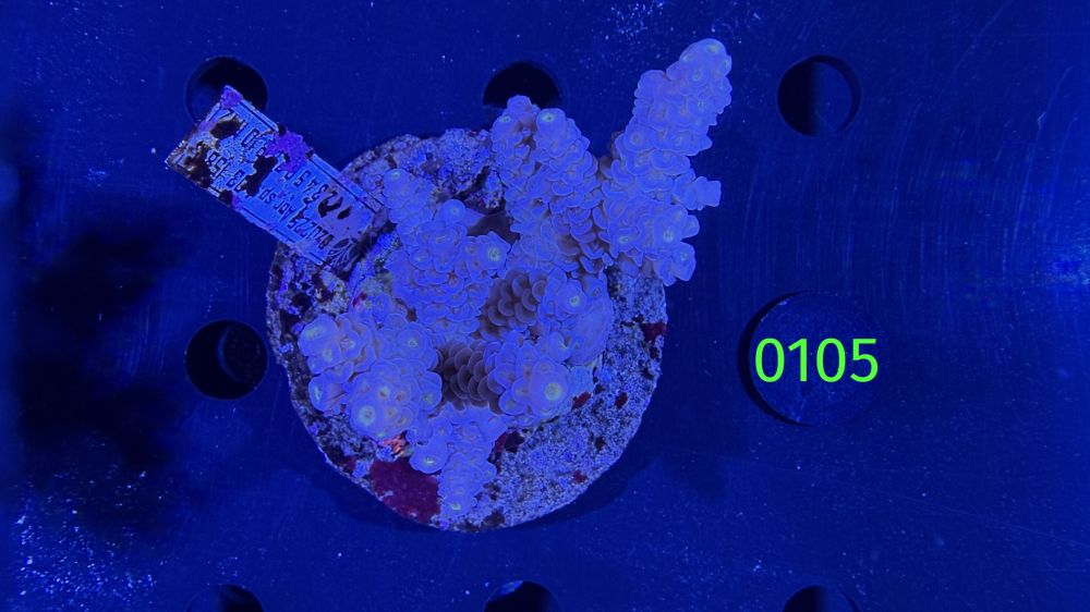 Acropora sp. WYSIWYG 0105
