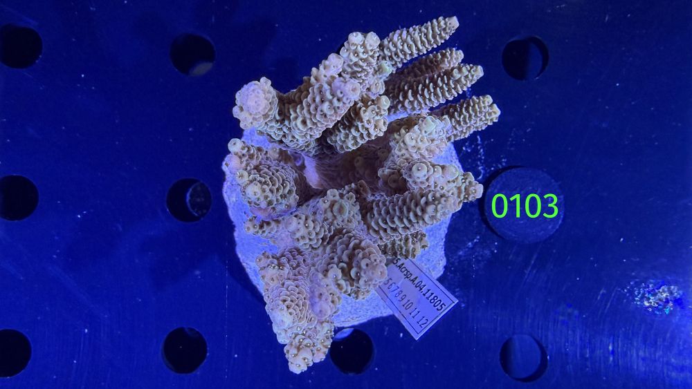 Acropora sp. WYSIWYG 0103