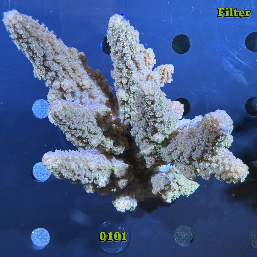 Acropora sp. WYSIWYG 0101