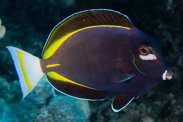 Acanthurus nigricans - Samt Doktorfisch