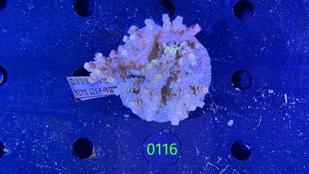 Acropora sp. WYSIWYG 0116