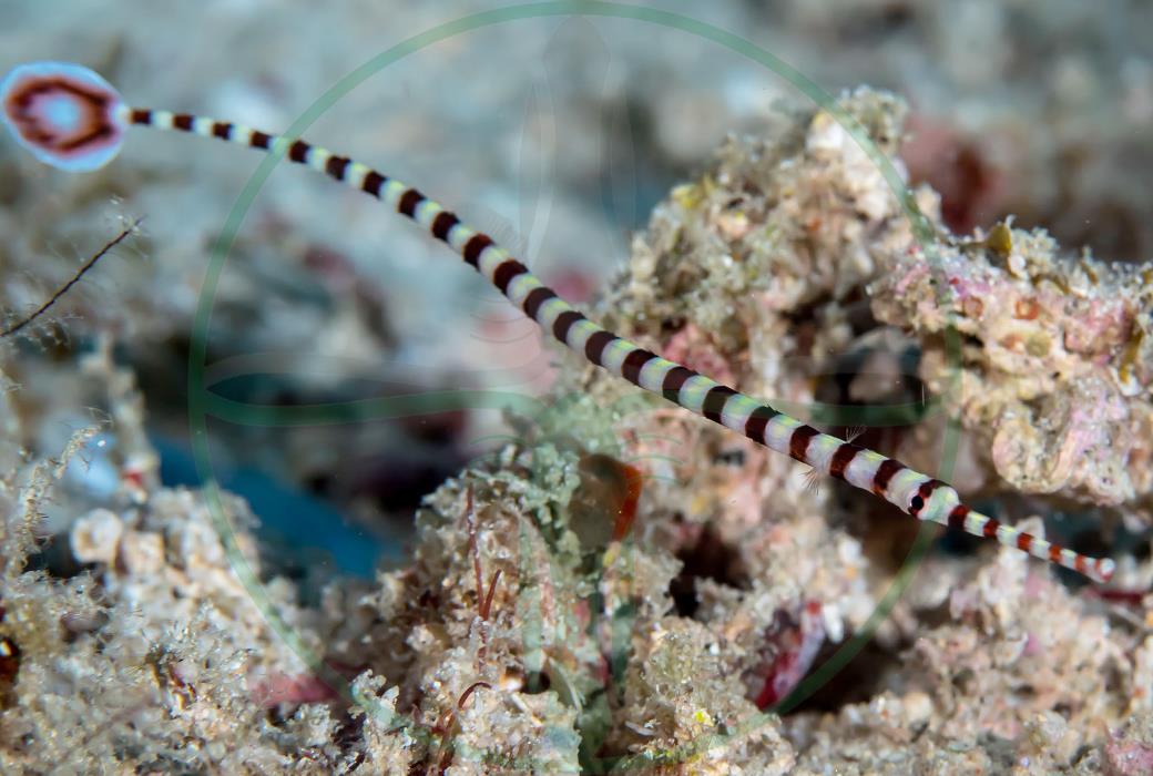 Dunckerocampus dactyliophorus - Zebra Seenadel