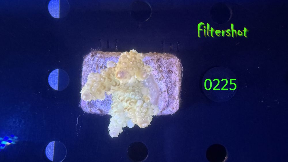 Acropora sp. WYSIWYG 0225