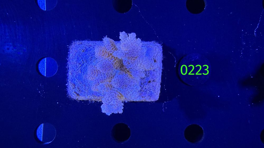 Acropora sp. WYSIWYG 0223