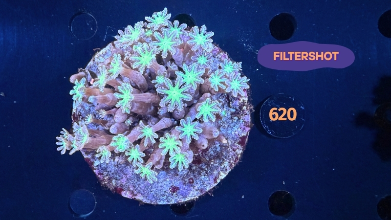 Clavularia sp. WYSIWYG 0620