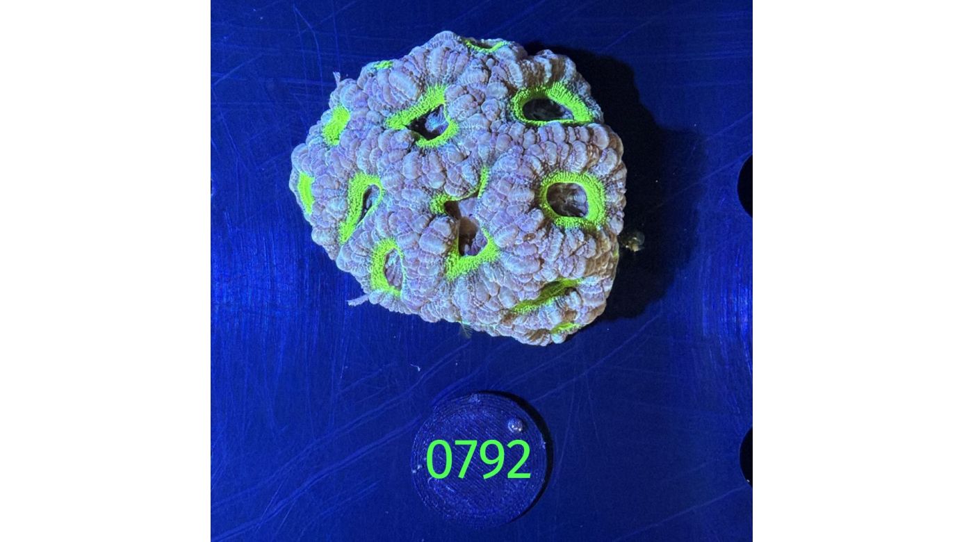 Acanthastrea sp. WYSIWYG 0792