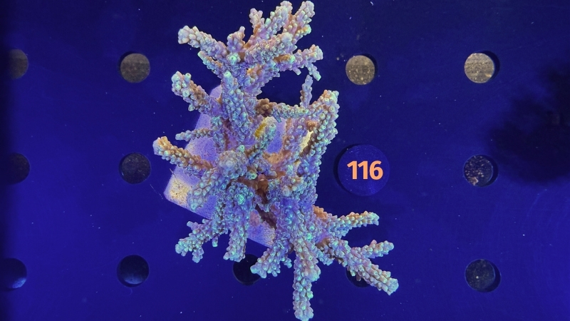 Acropora sp. WYSIWYG 0116