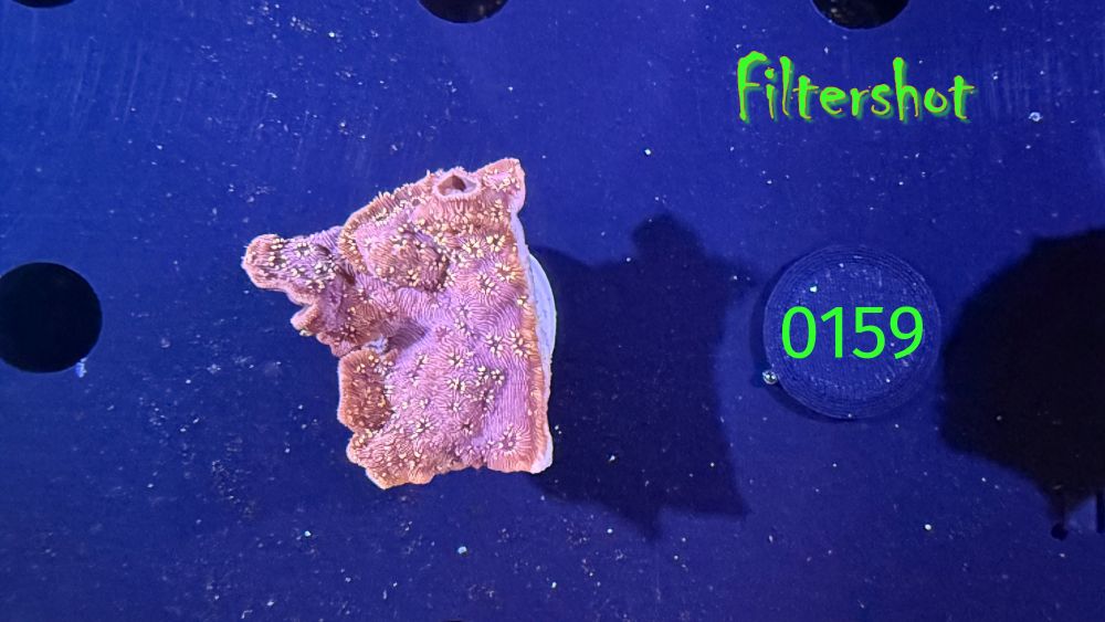 Pavona maldivensis - Großpolypige Steinkoralle Gold/Orange Deutsche Nachzucht 0159