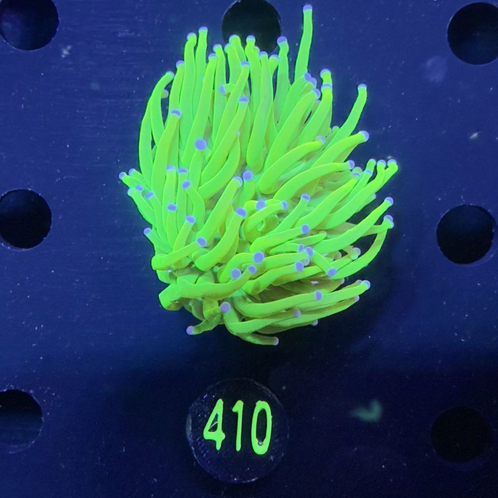 Euphyllia glabrescens - Fackelkoralle Torch "Holy Grail" 0410