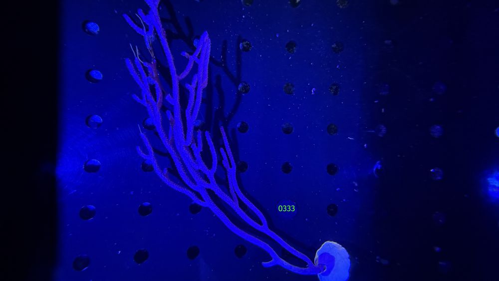 Plexaurella nutans - Gorgonie WYSIWYG 0333