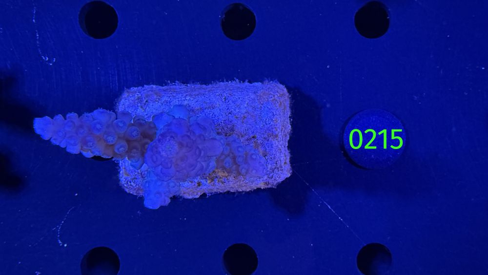 Acropora sp. WYSIWYG 0215