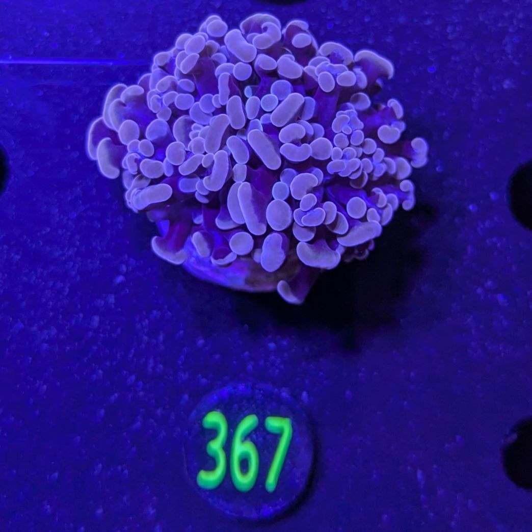 Euphyllia paraancora 2 Kopf "Rosegold" 0367