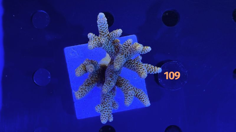 Acropora sp. WYSIWYG 0109