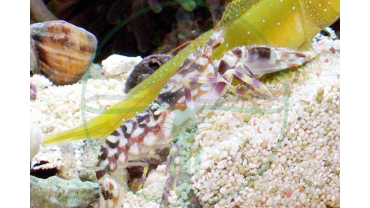 Alpheus bellulus - Tiger Knallkrebs